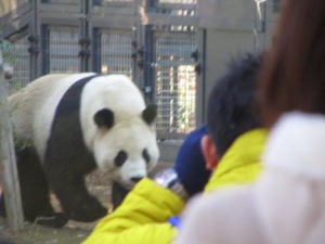Panda im Ueno Zoo